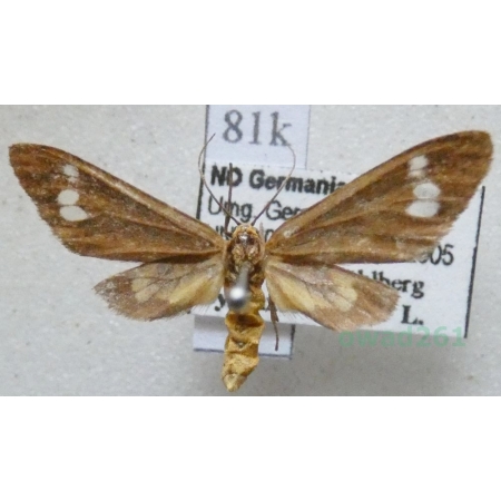 Dysauxes ancilla (Linnaeus, 1767) Oblaczek ancylek Deutschland81k